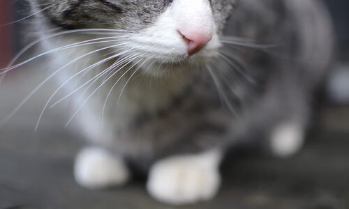 开云体育客户端-逆境中的“英雄战士”:永不停歇的斗志,英雄们的逆行与冲锋给我们中国少年哪些启示