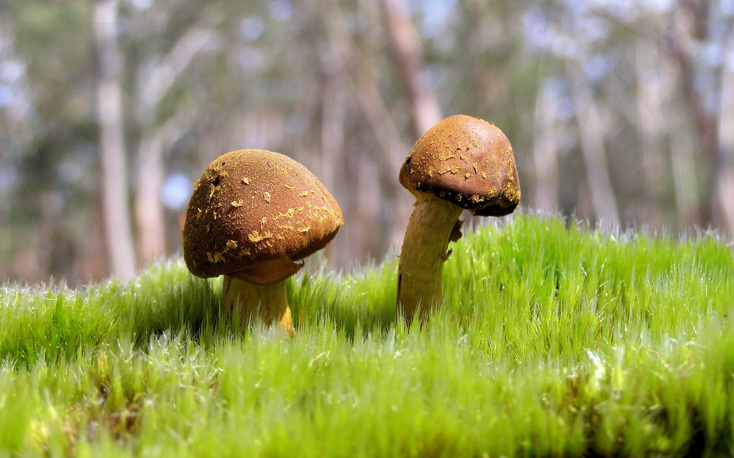 开云平台-逆风飞扬:用信念谱写奇迹的足球战队,足球逆风翻盘