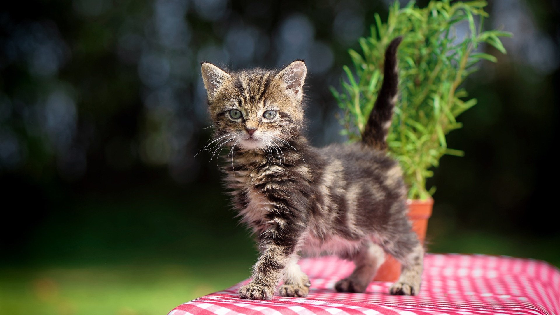 kaiyun sports-AC米兰队签下新后卫，增加阵容深度，ac米兰的后卫