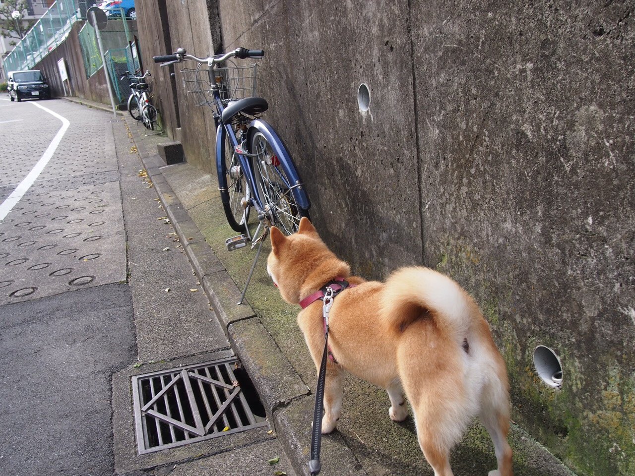 开云官网-EDG进攻效率持续走高，edg进攻效率持续走高的原因