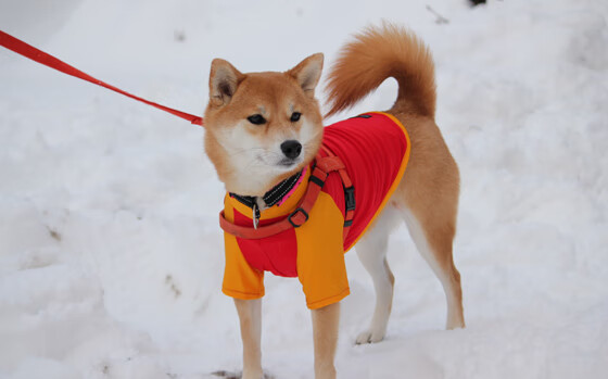 开云app安全认证-东契奇连续三场30+表现引爆全场,东契奇比赛视频集锦