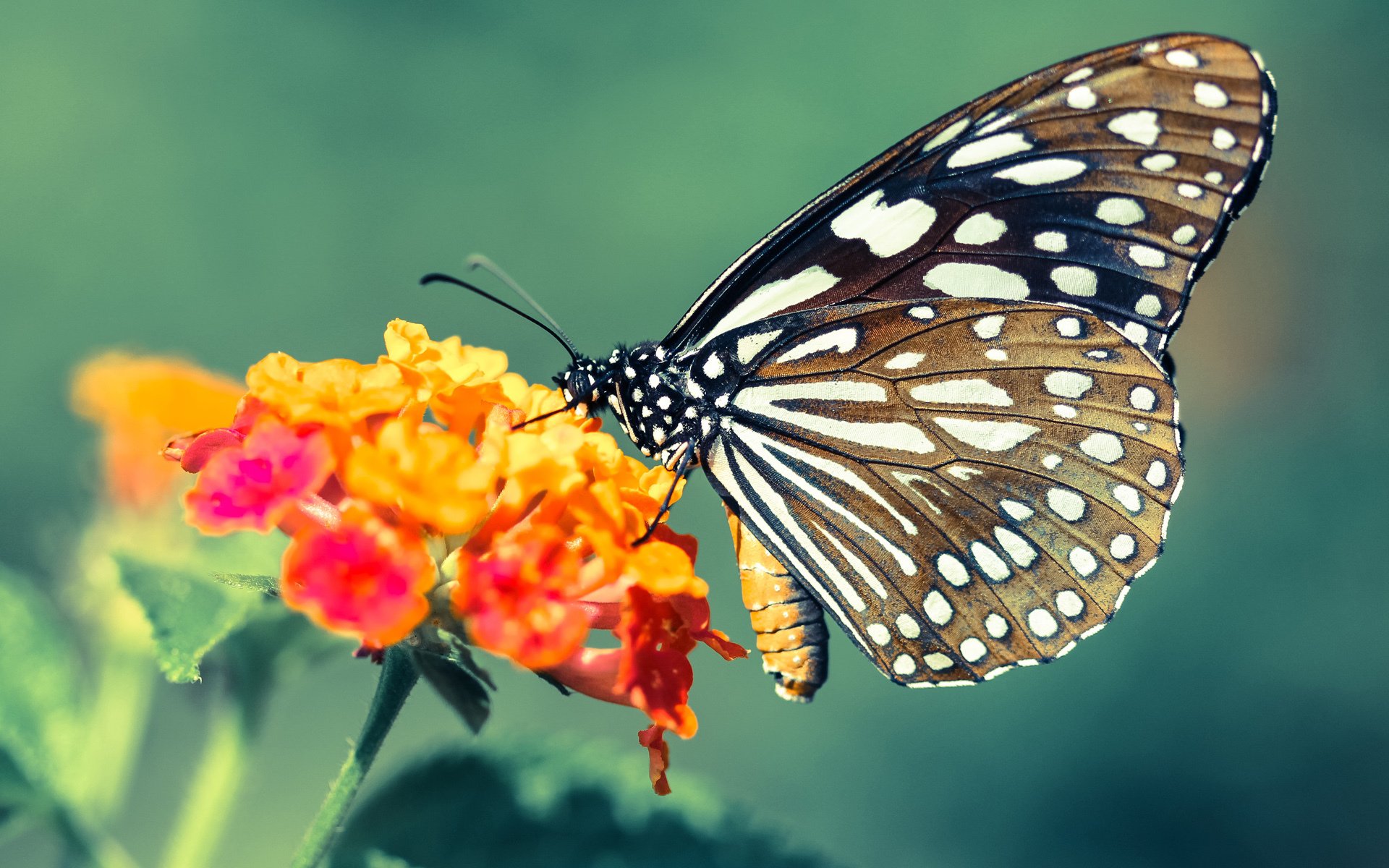 开云体育下载入口-中超转会市场活跃,球队补强有,中超重磅转会