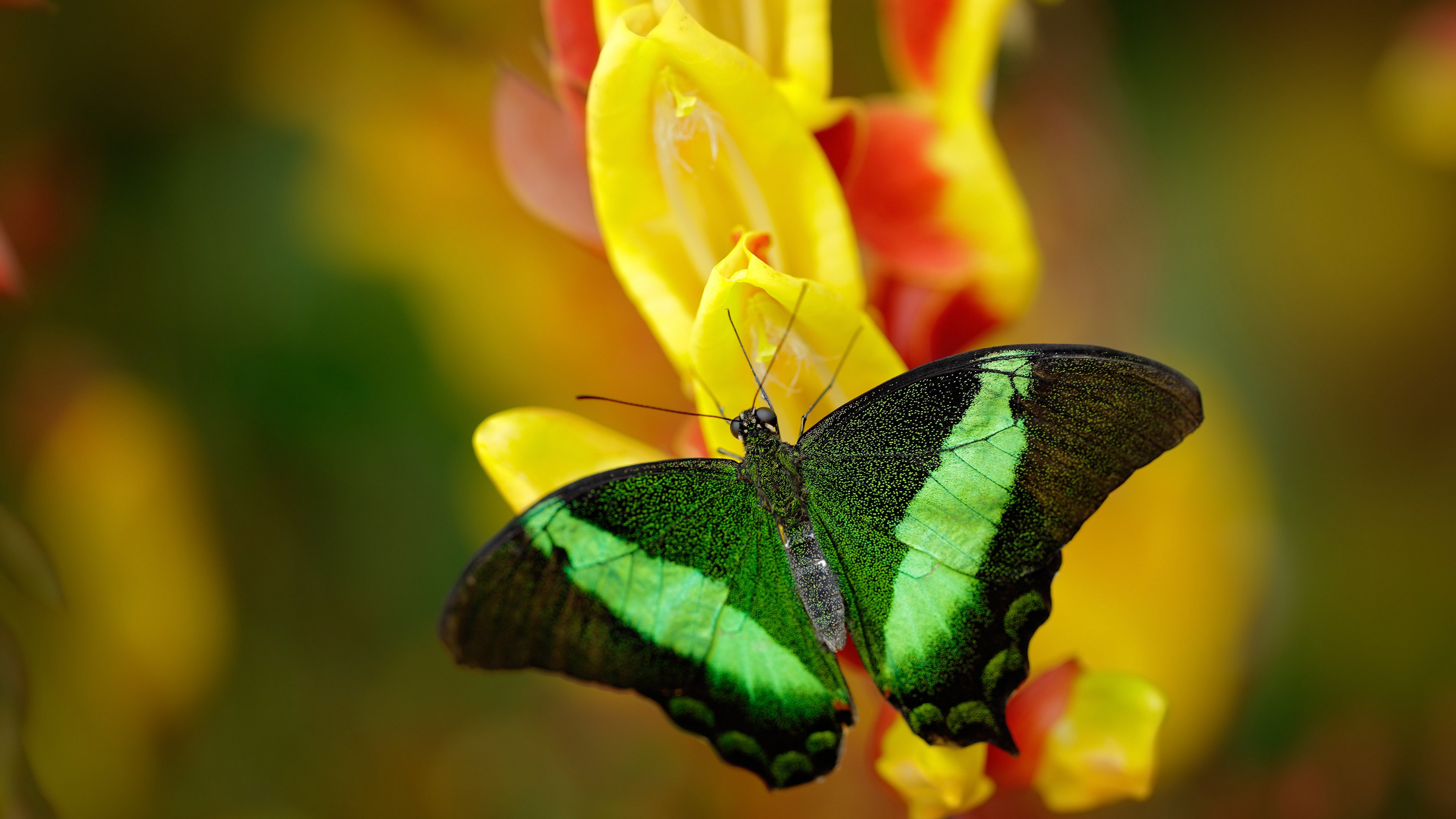 kaiyun xiazai-尤文图斯主席宣布冬季引援计划,目标冠军,尤文图斯冬季球衣