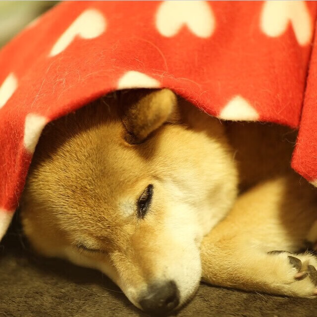 开云在线-帕尔梅拉斯球员伤病情况更新,帕尔梅拉斯赛程500