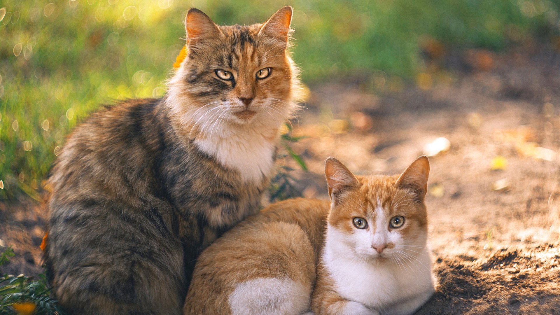 开云体育下载网址-快船队阵容深度待考，球队备战需提升，快船球队队员名单