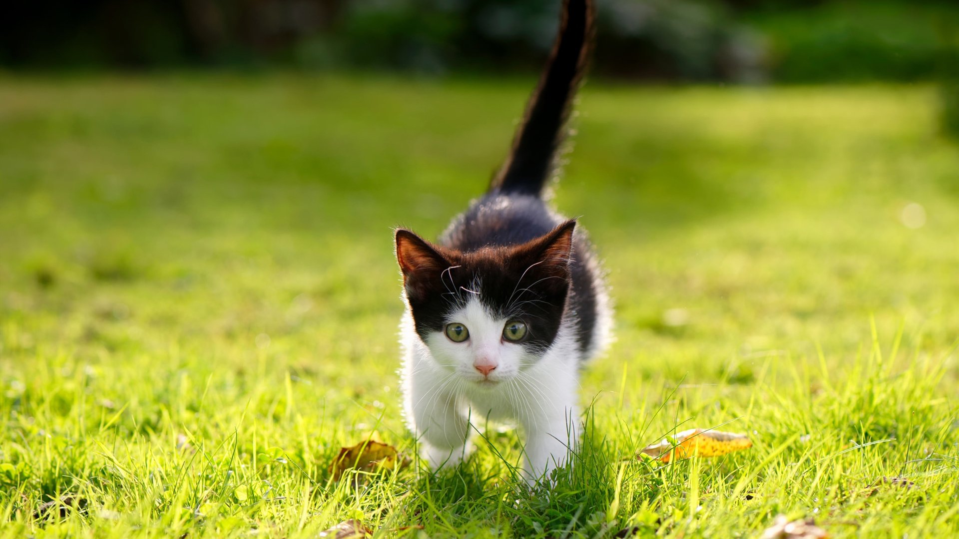 开云体育下载网址-快船队阵容深度待考,球队备战需提升,快船球队队员名单