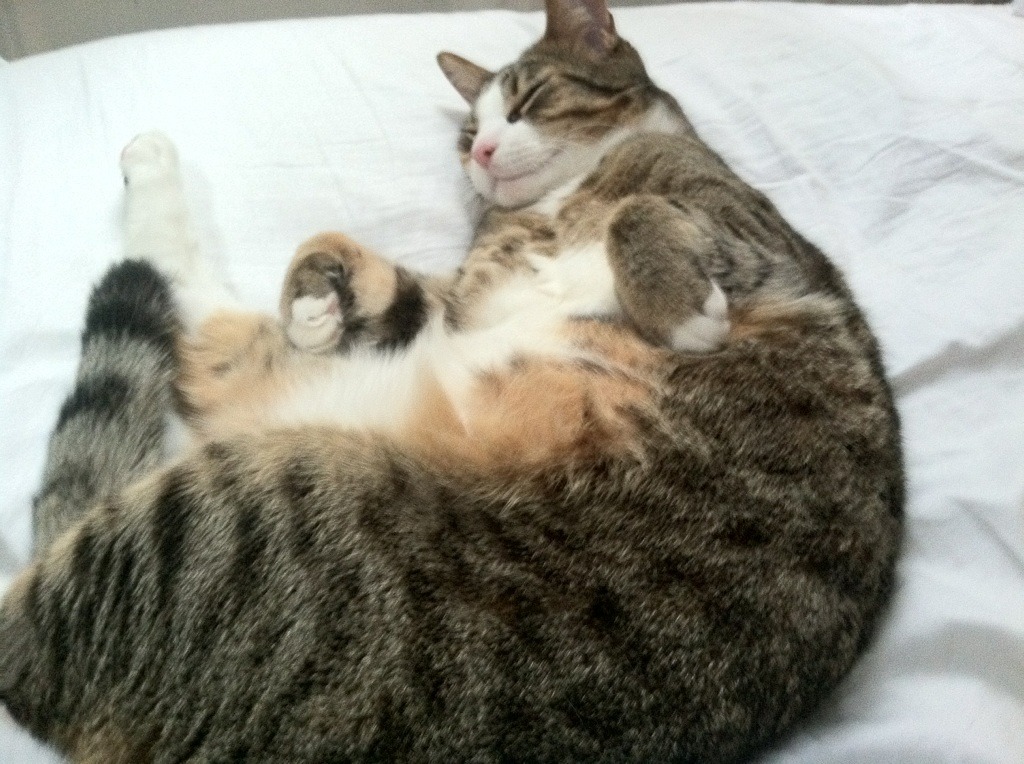 开云体育官方app-中国篮球教练员职业发展规划分析,中国篮球教练员的等级结构